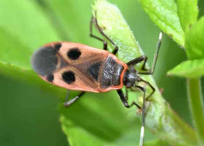 昆虫図鑑・ヒメホシカメムシ